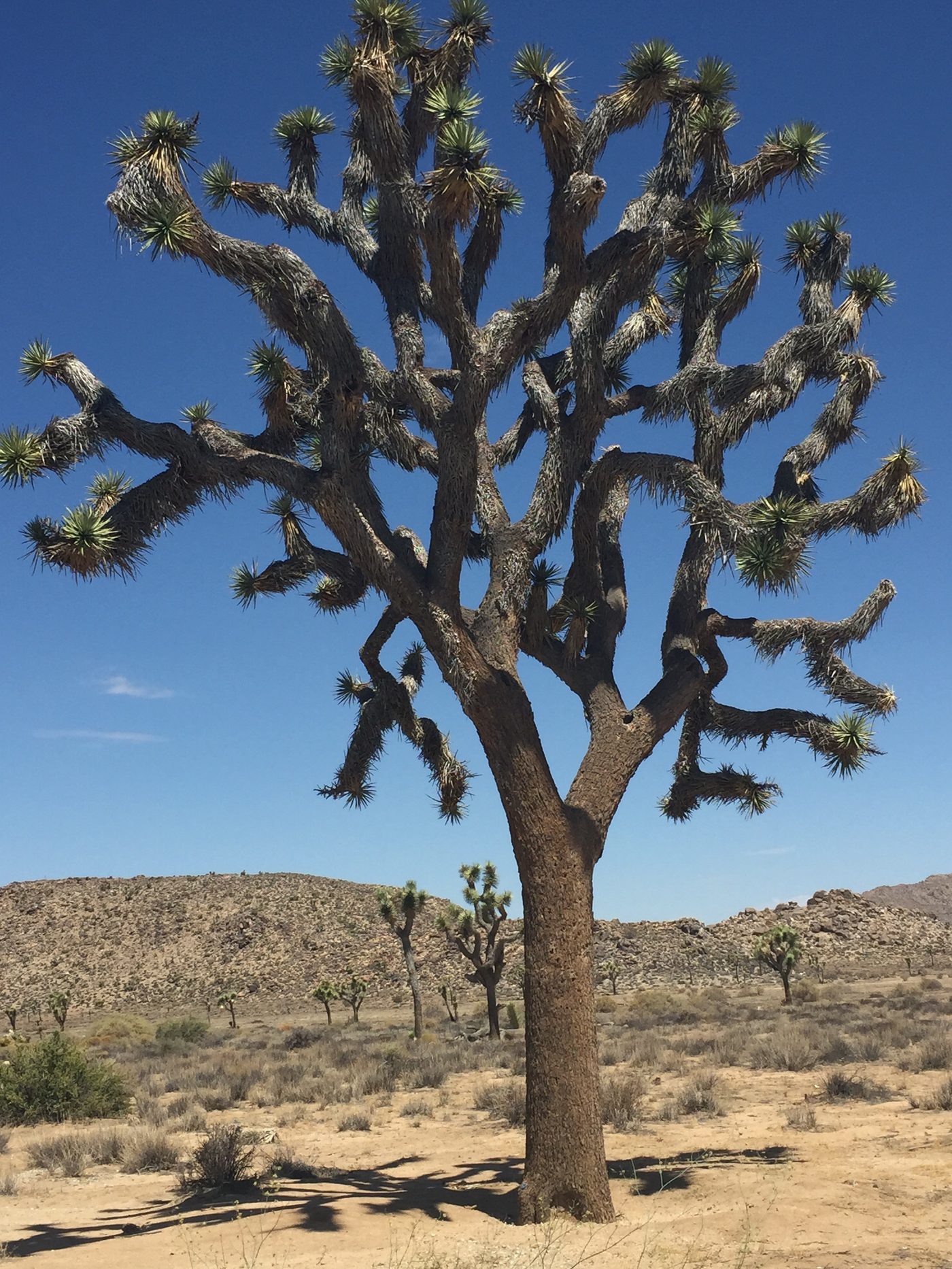 A Joshua tree against a clear blue sky in Joshua Tree National Park