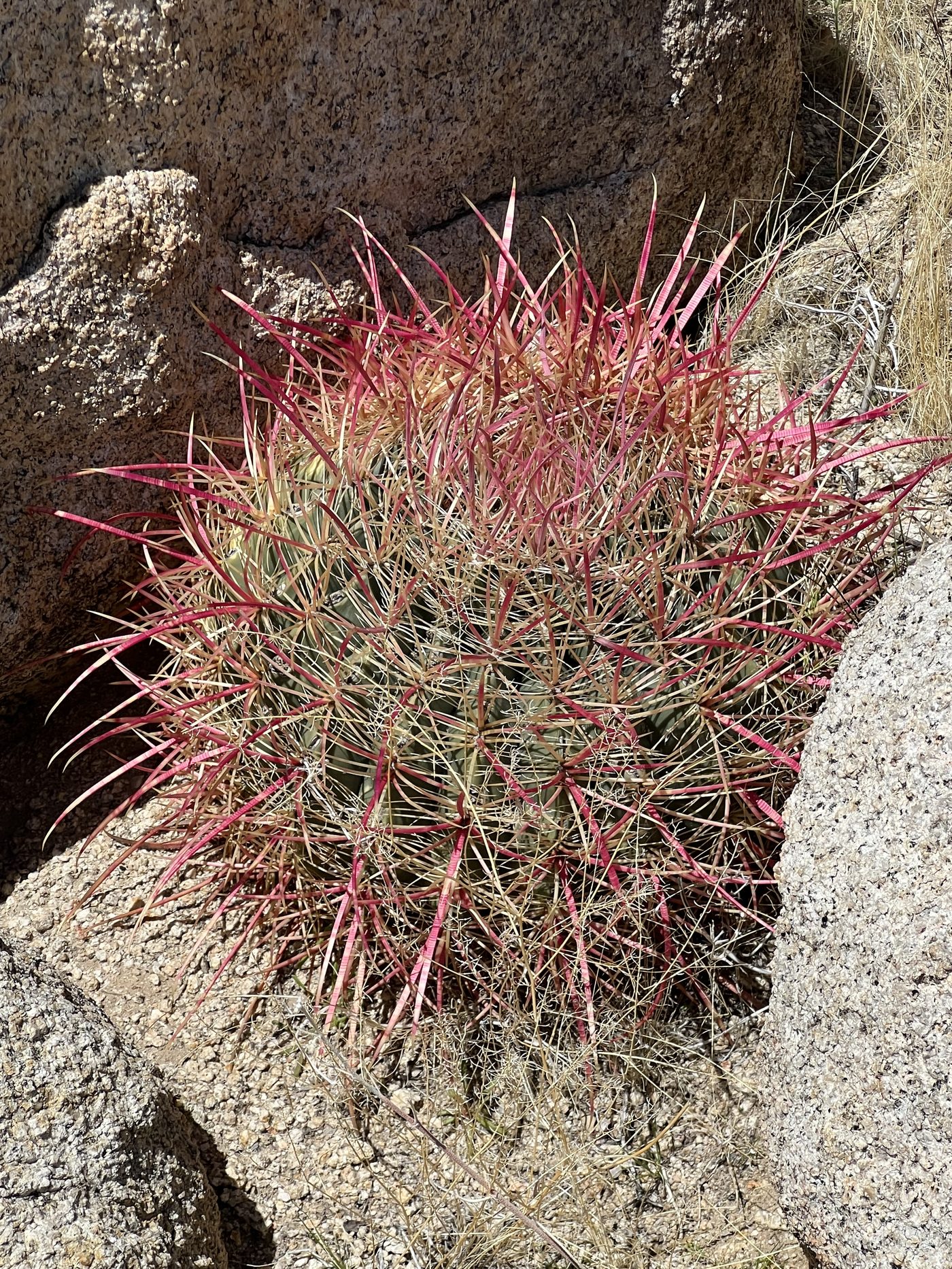 A red-spined barrel cactus wedged between rocks